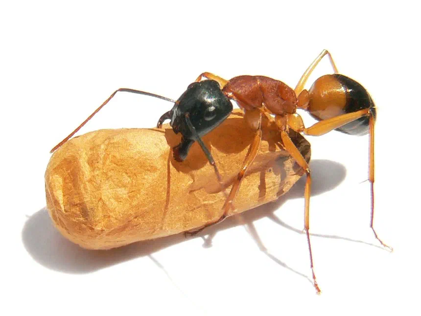 Sugar Ant Facts & Information
