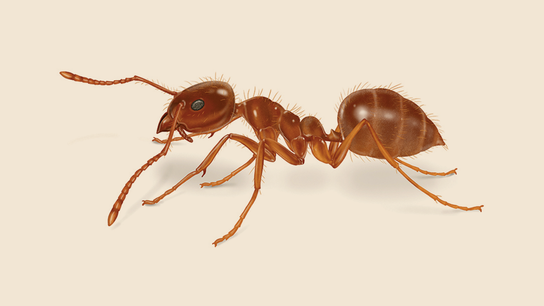 Tawny Crazy Ant Facts & Information