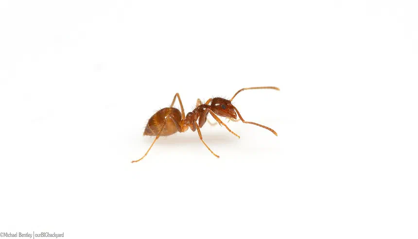 Tawny Crazy Ant Facts & Information