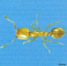 Thief Ants