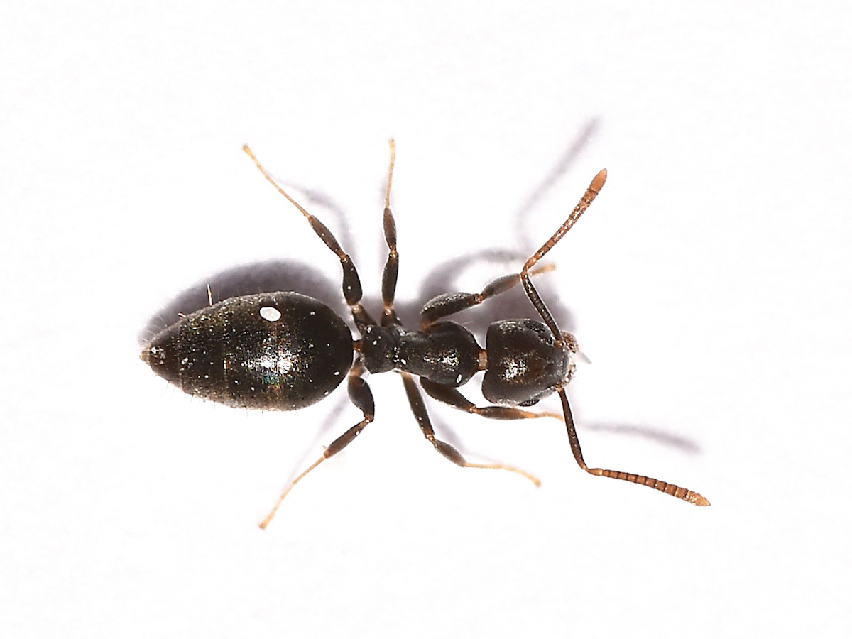 White-footed Ants Technomyrmex spp.