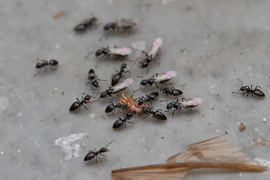 White-footed Ants