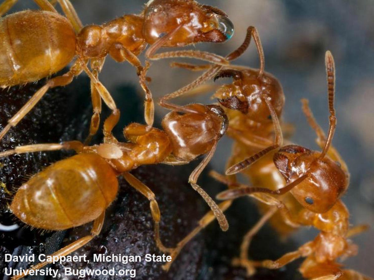 Yellow Ants Lasius spp.