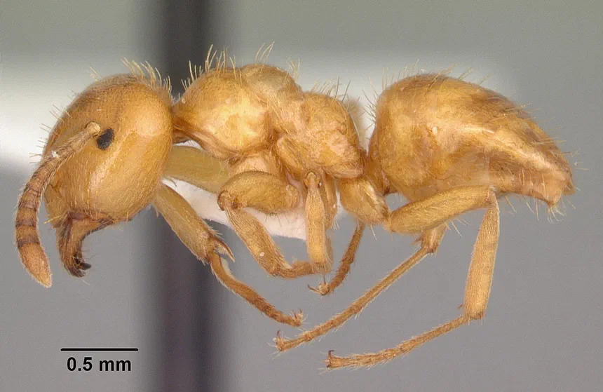 Yellow Ants