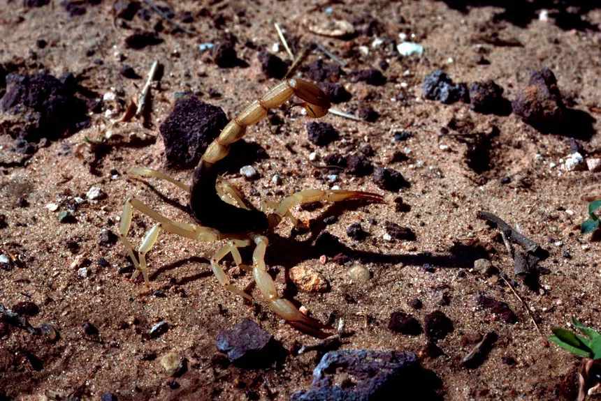 Arizona Bark Scorpion