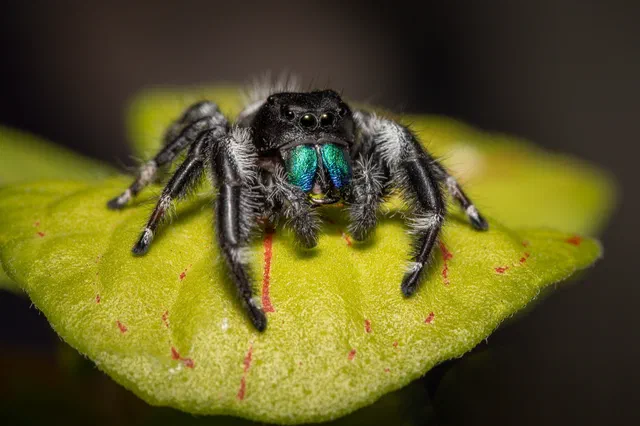 Arachnids