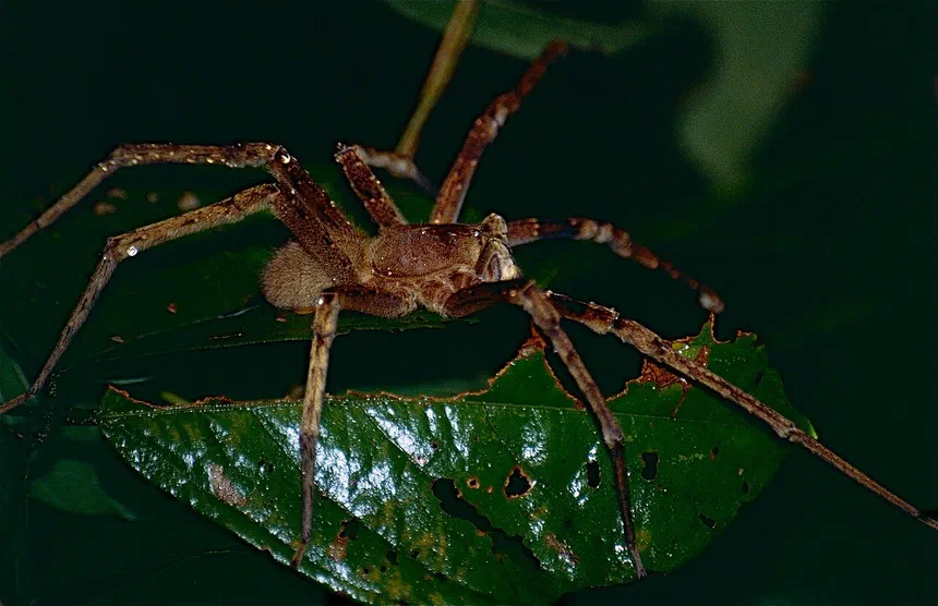 Brazilian Wandering Spider