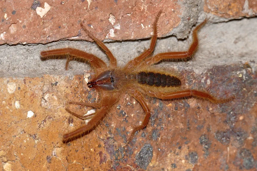 Camel Spider