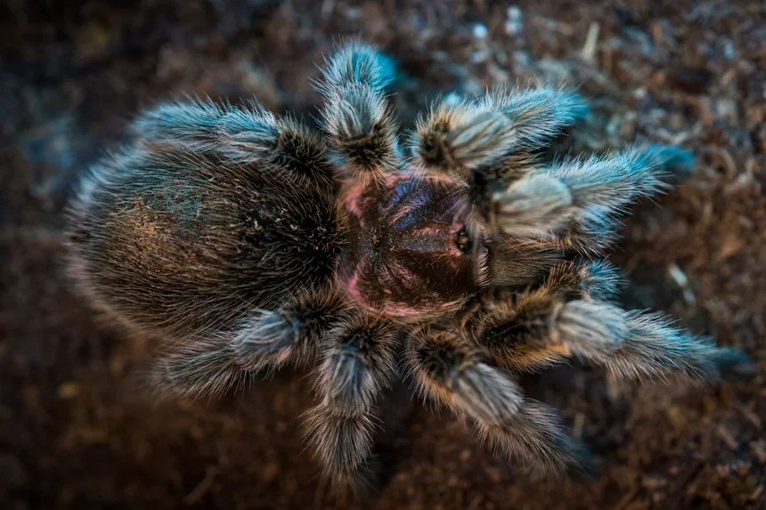 Chilean Rose Tarantula