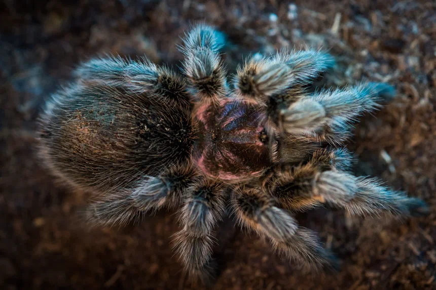 Chilean Rose Tarantula