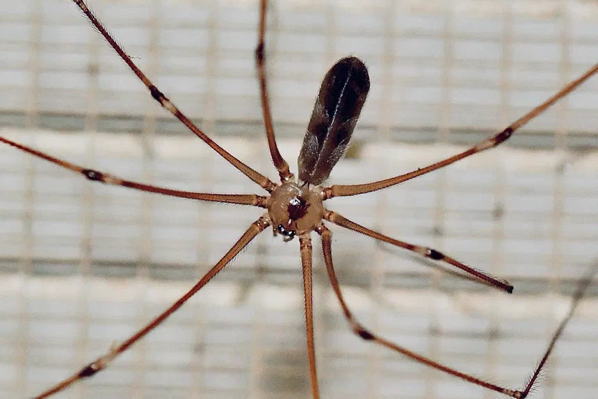 Daddy Longlegs Spider