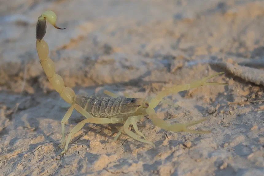 Deathstalker Scorpion