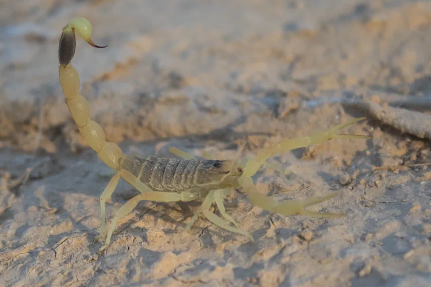 Deathstalker Scorpion