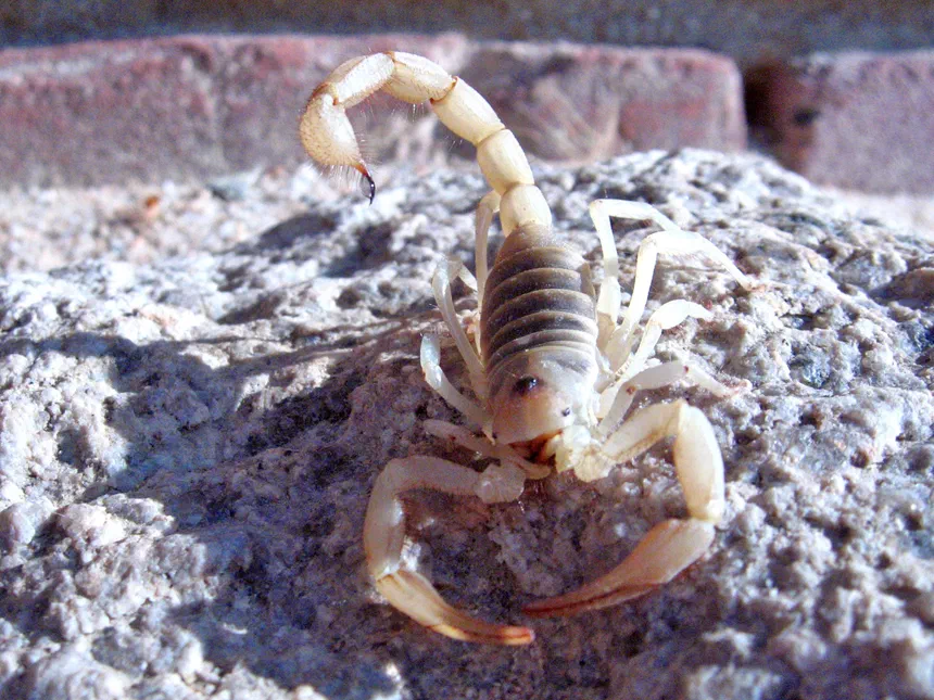 Desert Hairy Scorpion