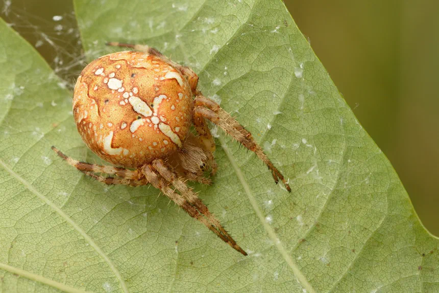 European Garden Spider