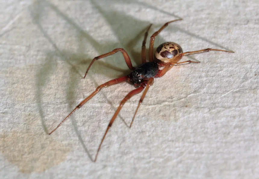 Noble False Widow