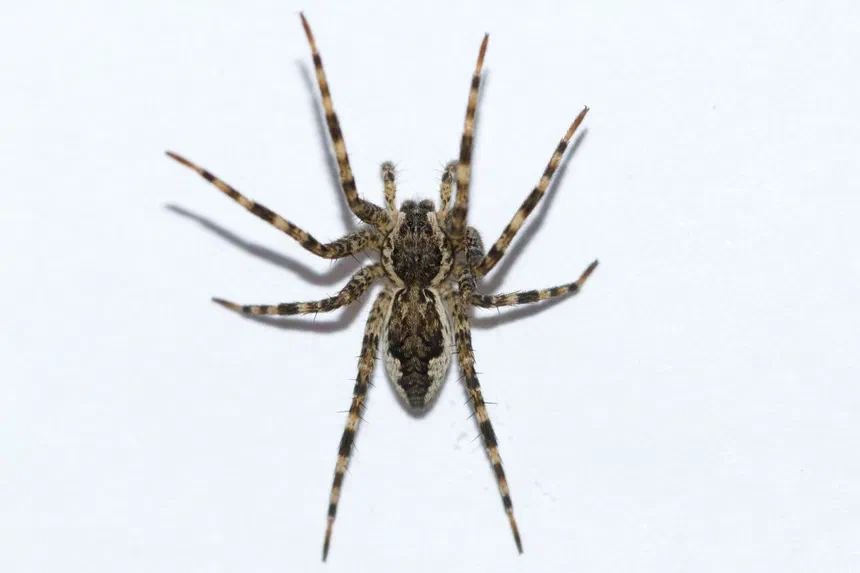 Fishing Spider
