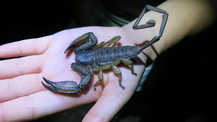 Flat Rock Scorpion