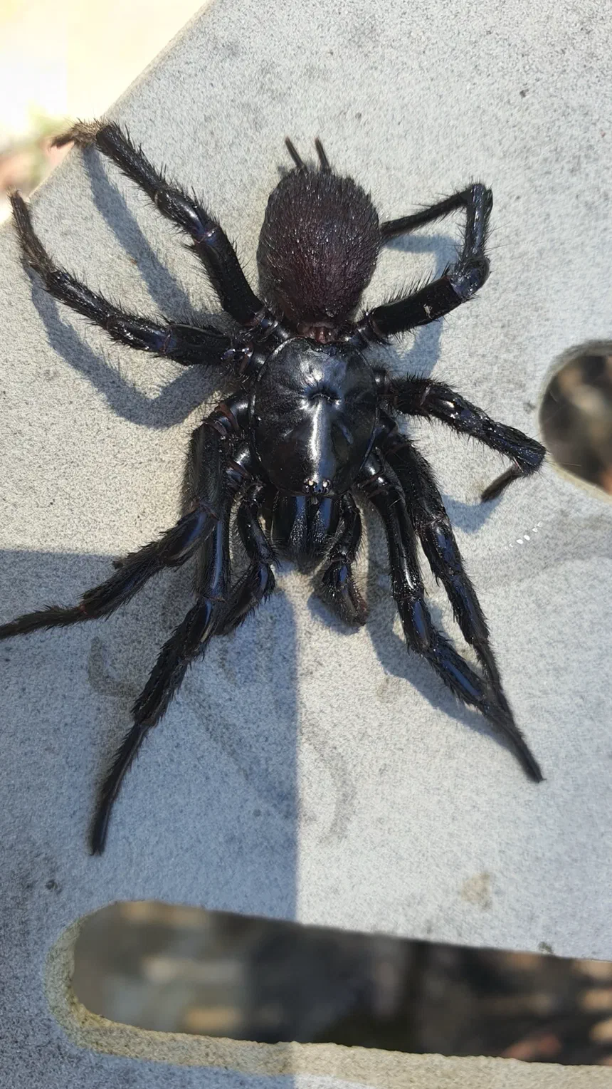 Funnel-Web Spider