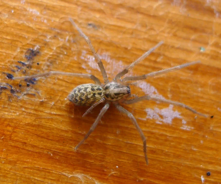 Giant House Spider