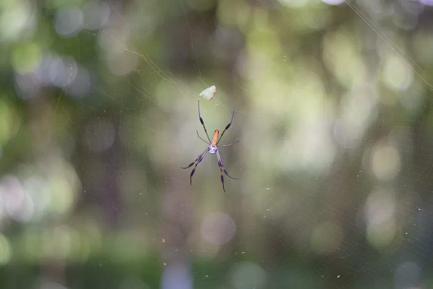 Golden Silk Orb-Weaver