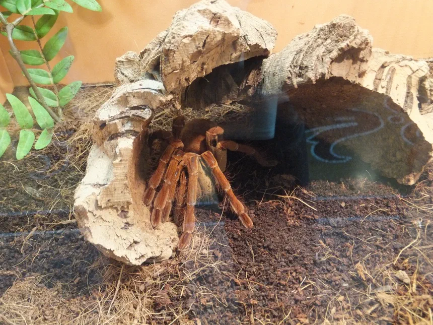 Goliath Birdeater