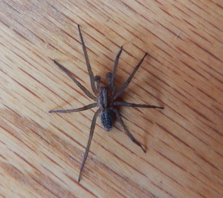 Hobo Spider