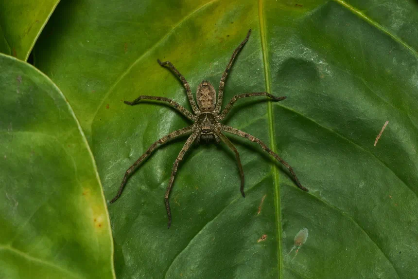 Huntsman Spider