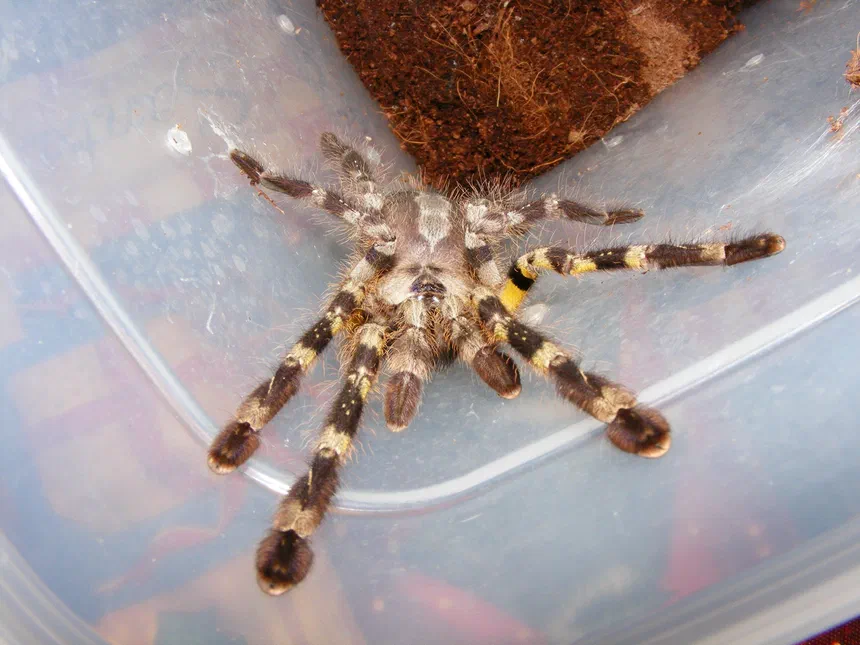 Indian Ornamental Tarantula