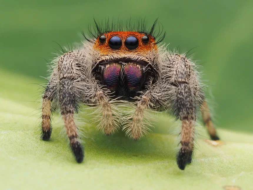 Jumping Spider