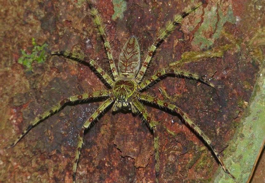 Jungle Huntsman Spider