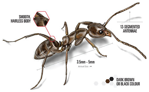 Argentine Ants