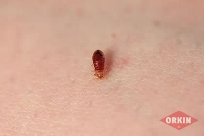 Is your hotel on the Bed Bug Registry?