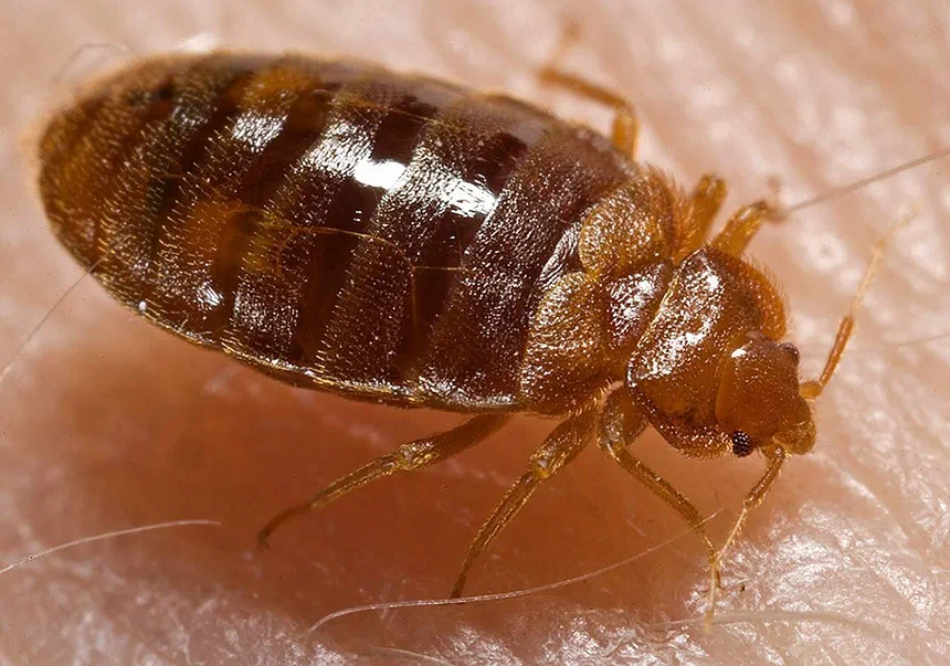 How to Identify Bed Bug Droppings