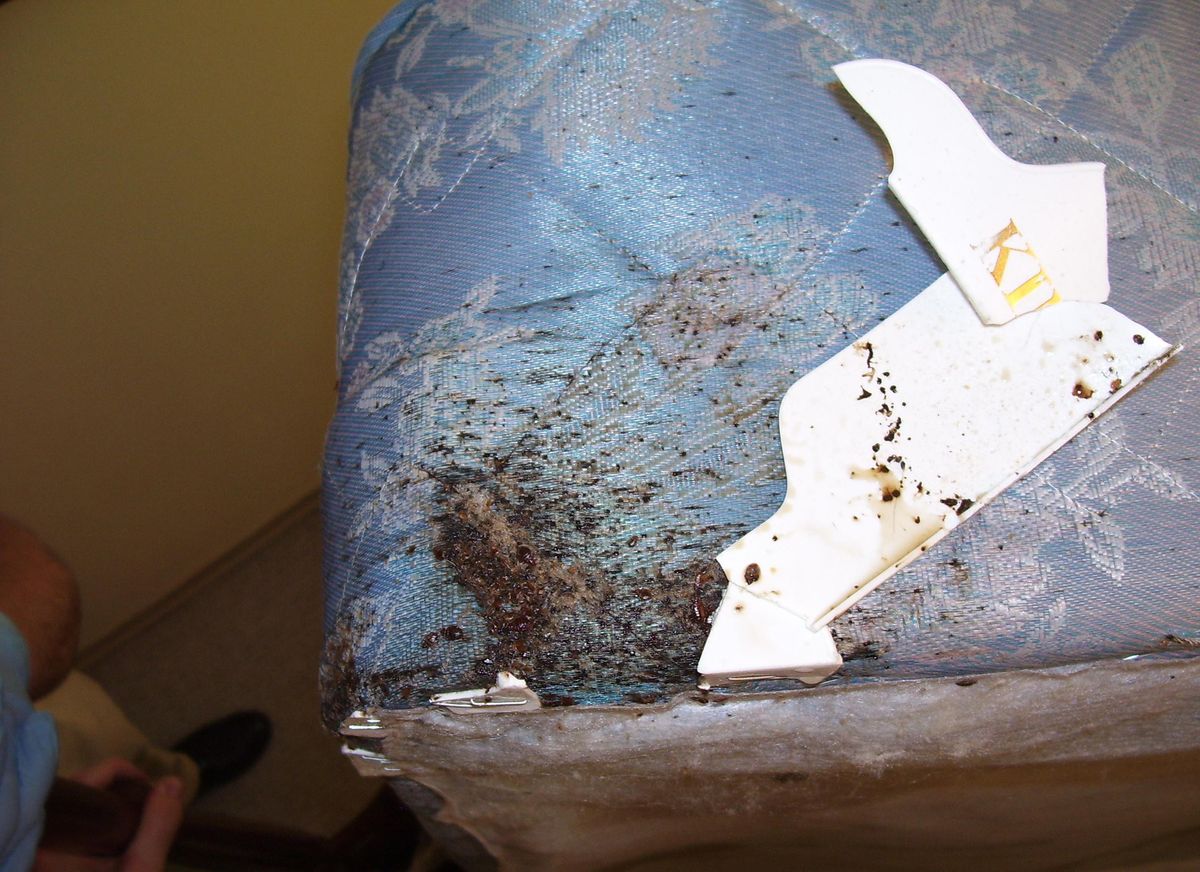 Can Bed Bugs Transmit Diseases?