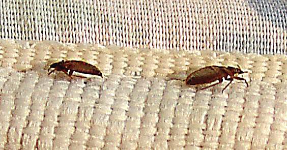 How to Treat Bed Bugs in Bedding and Linens