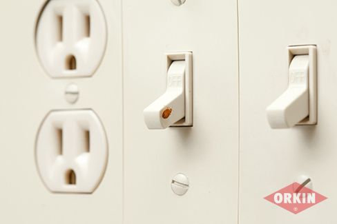 How to Protect Yourself from Bed Bugs at Work