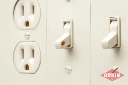 How to Protect Yourself from Bed Bugs at Work