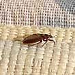 How to Identify and Remove Bed Bugs in Pillows