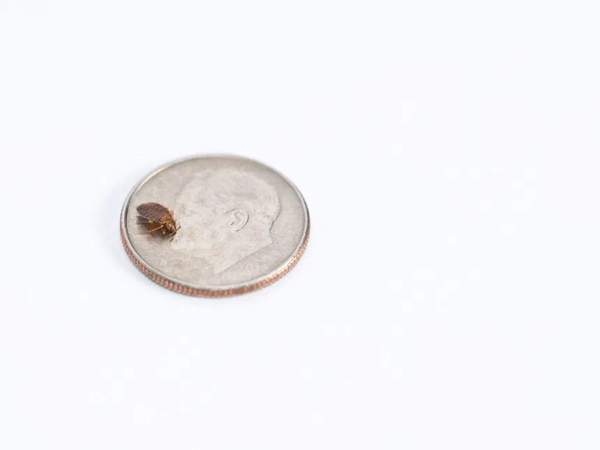 Differences Between Bed Bugs and Lice
