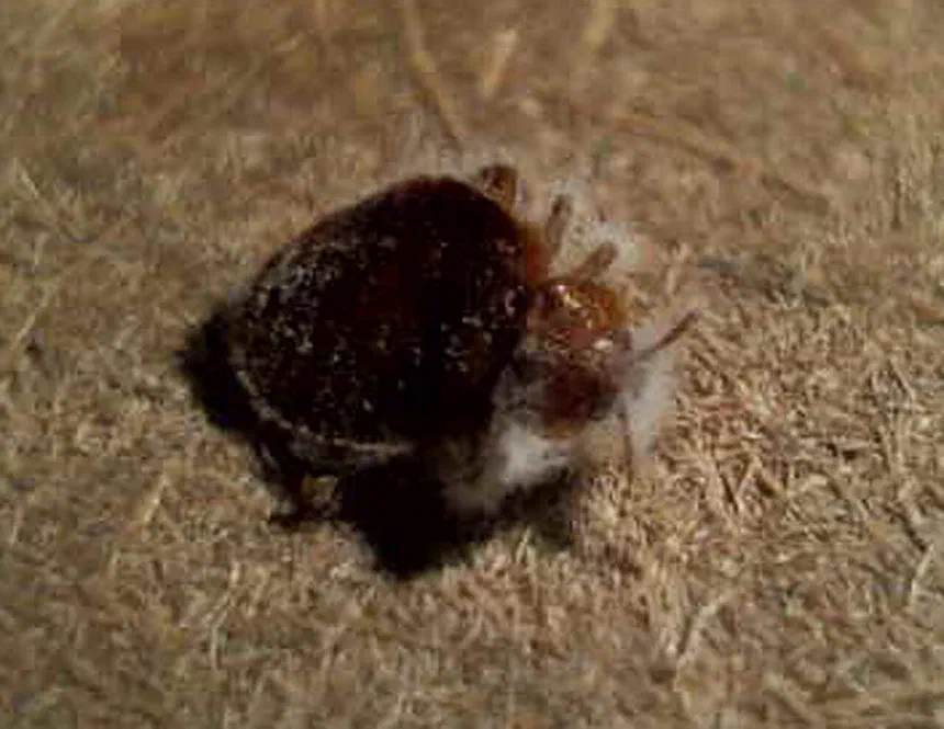 Can You See Dead Bed Bugs?