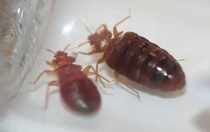 Can You See Dead Bed Bugs?