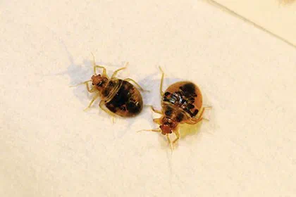 Do Ants Eat Bed Bugs? Understanding Bed Bug Predators