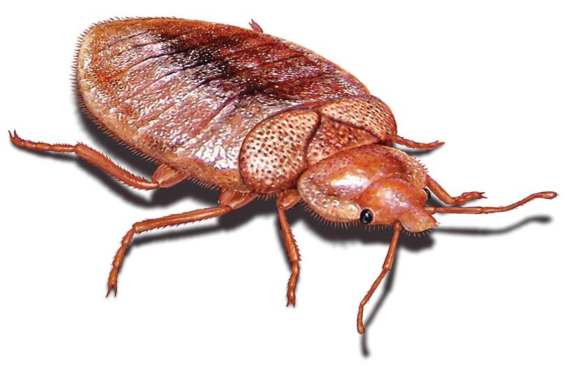 Do Bed Bugs Stay Hidden When the Lights Are On?