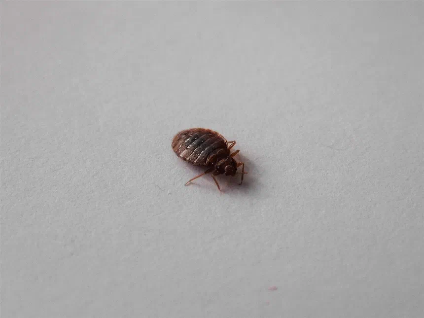 Do Bed Bugs Stay Hidden When the Lights Are On?
