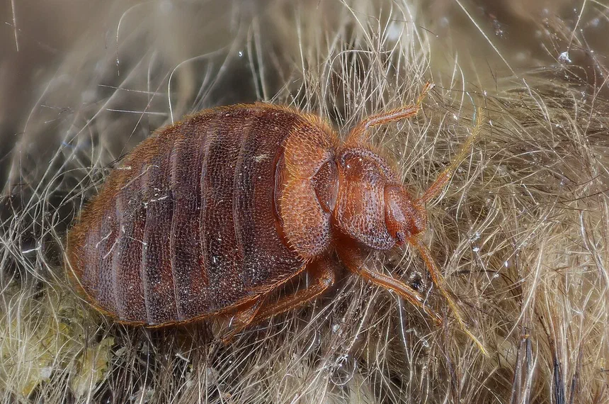 Bed Bug Hibernation Facts