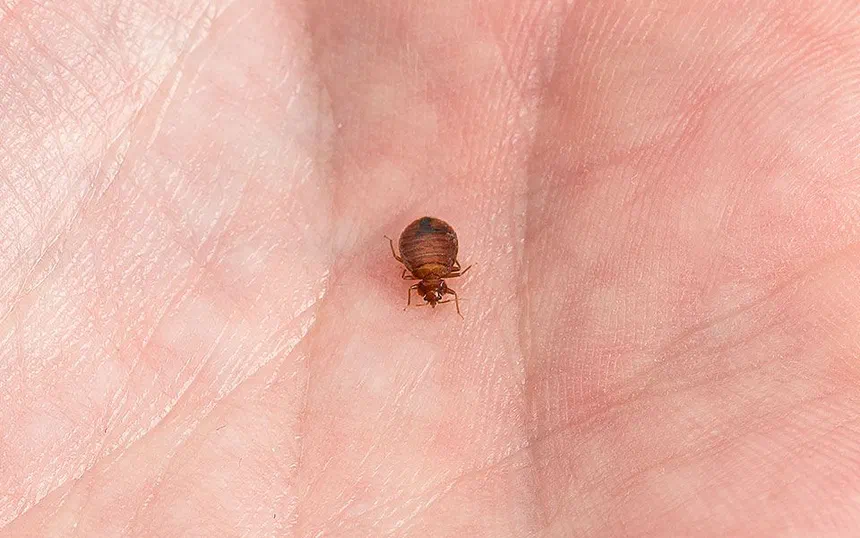 How do bed bugs move?