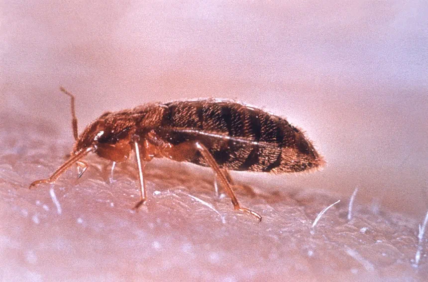 How do bed bugs move?
