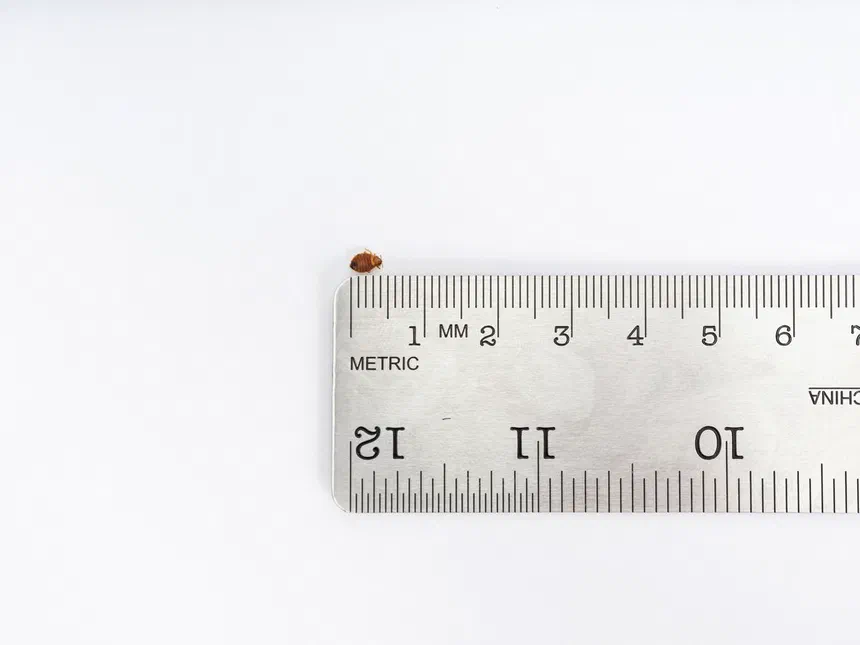 How Big Are Bed Bugs?