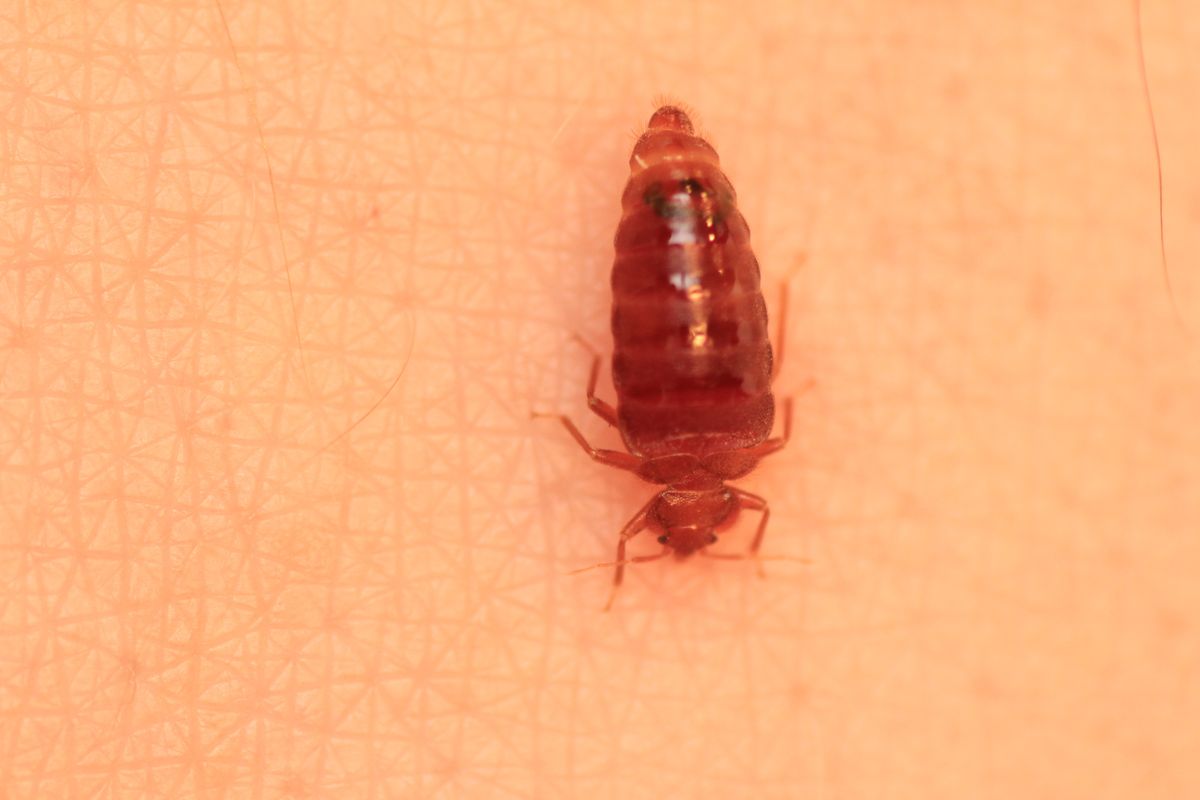 How Often Do Bed Bugs Feed?